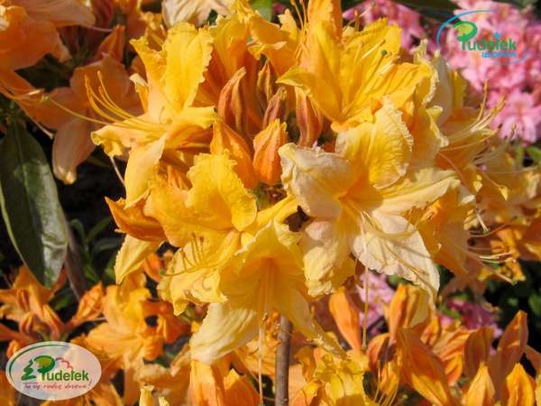 Azalia Golden Lights